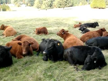 cattle resting on haunches